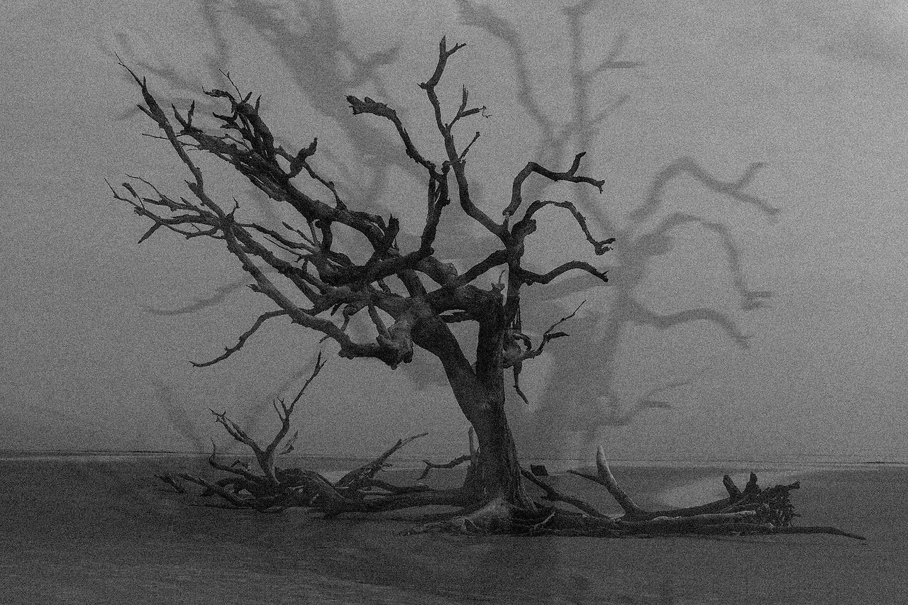 pamjpat-tree-3137482_1920 copy.jpg