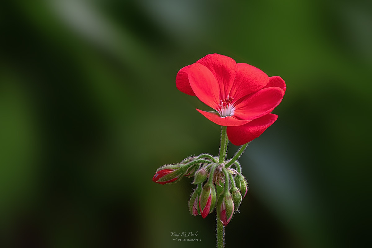 138_1958-64-st-s-Winter reflections-19.jpg