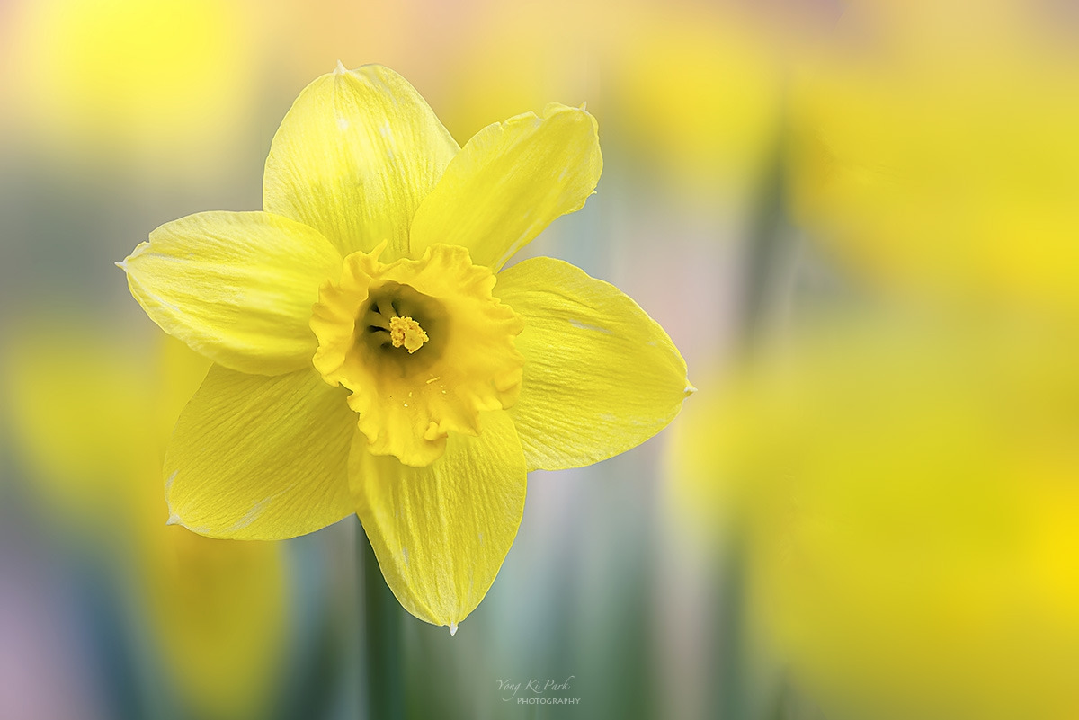 139_0136-44-st-m-s-Whispers of spring 2026-26.jpg