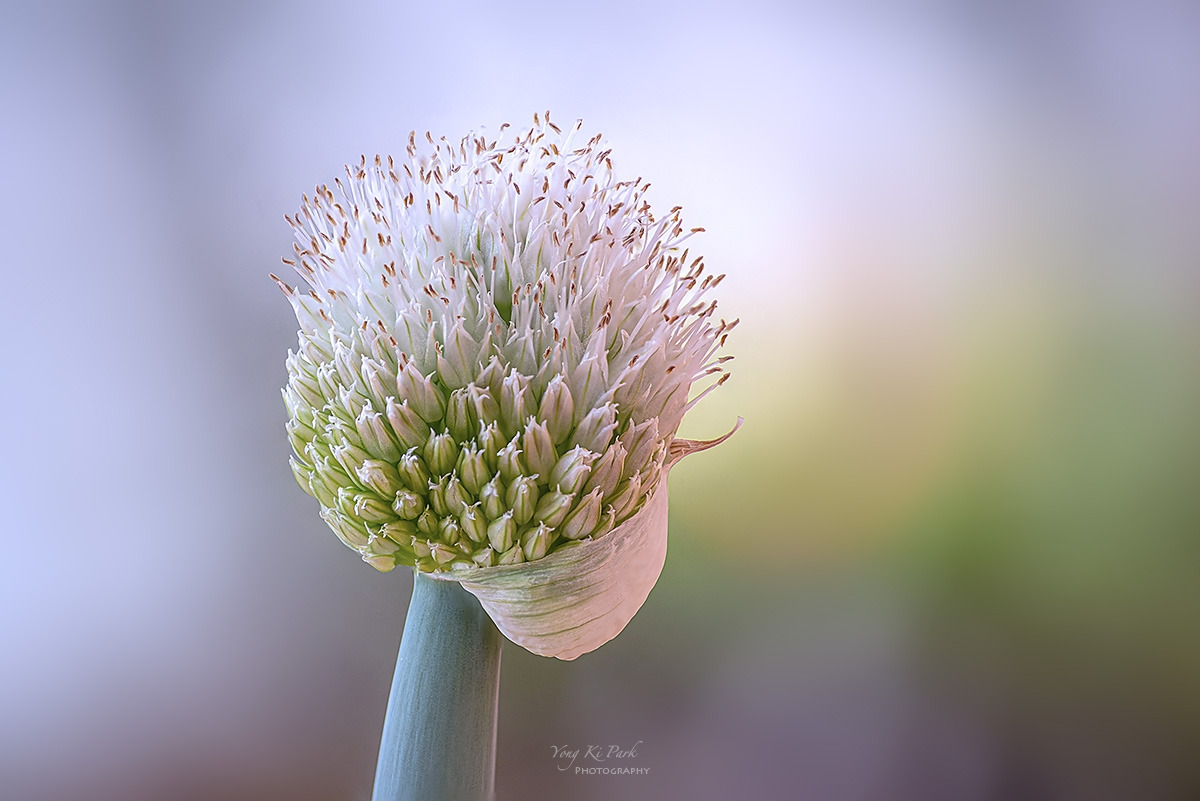 138_7514-21-st-s-Whispers of spring 2026-17.jpg