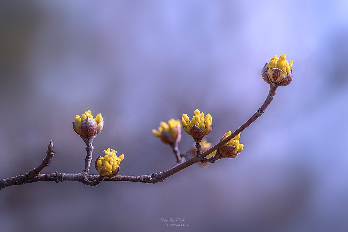 138_7963-68-st-s-Whispers of spring 2026-22.jpg