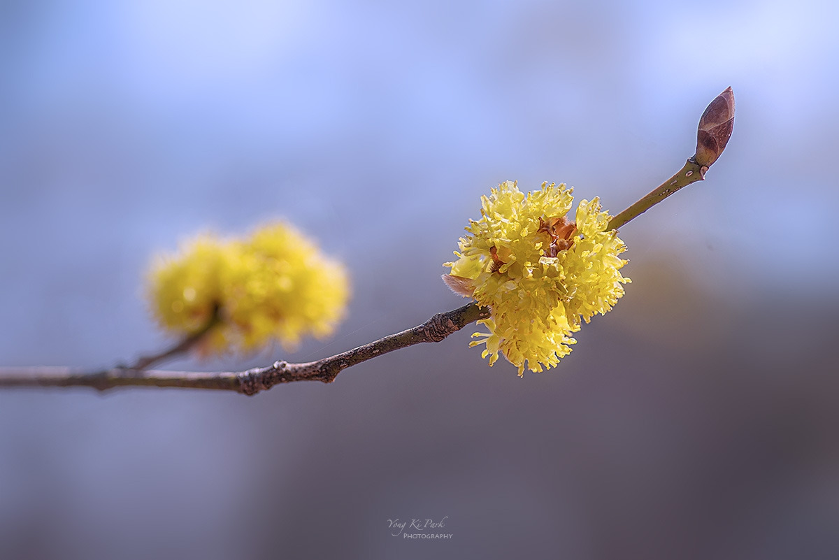 138_9979-87-st-s-Whispers of spring 2026-28.jpg