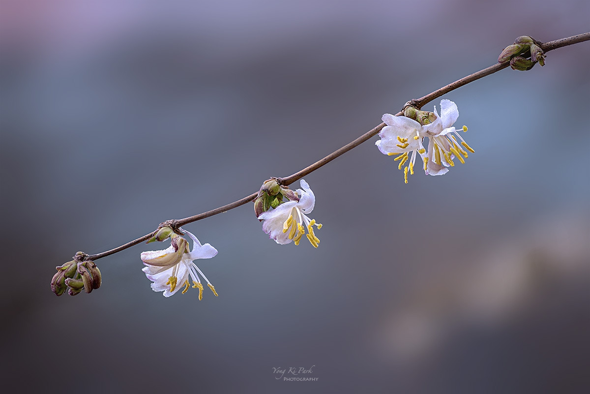 138_8801-06-st-s-Whispers of spring 2026-20.jpg