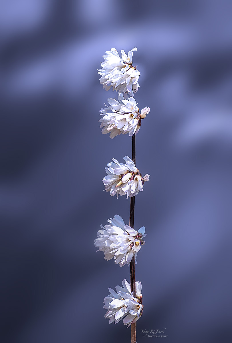 139_0324-28-st-s-Whispers of spring 2026-29-2.jpg