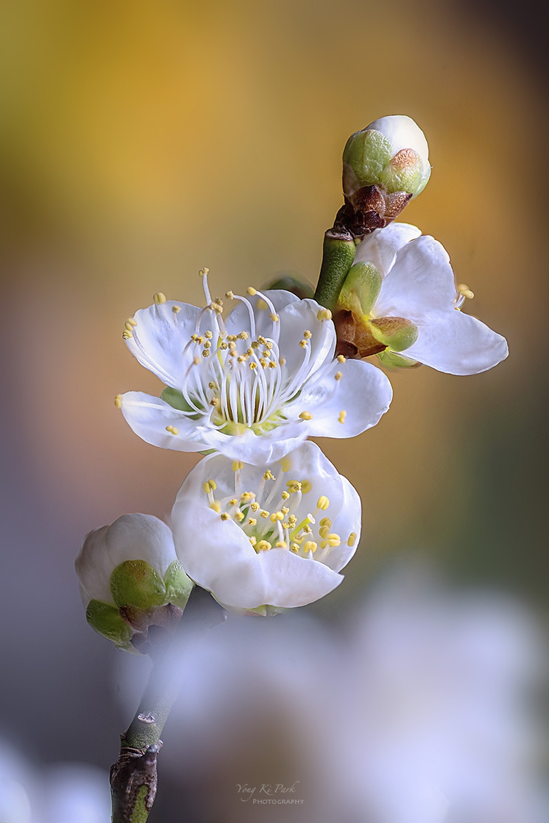 138_6309-15-st-s-Whispers of spring 2026-11.jpg