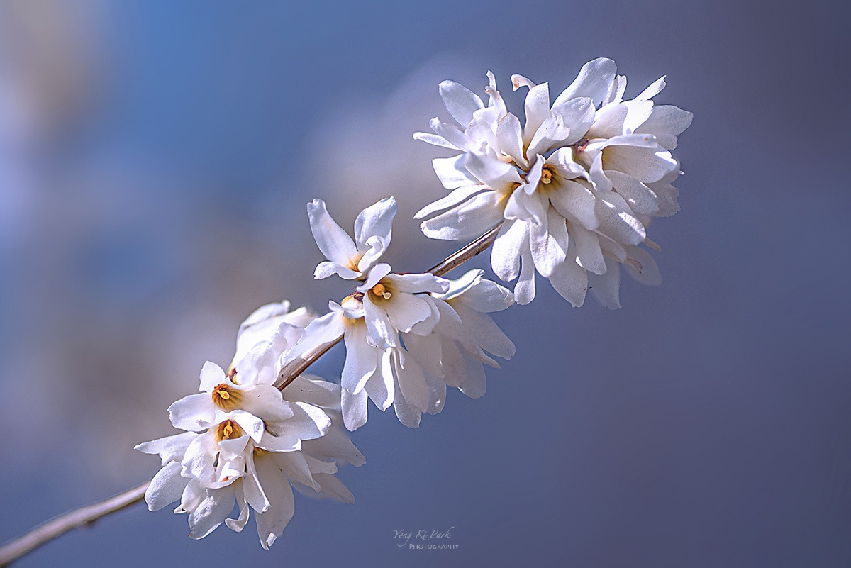 139_0300-09-st-c-2-s-Whispers of spring 2026-29-1.jpg