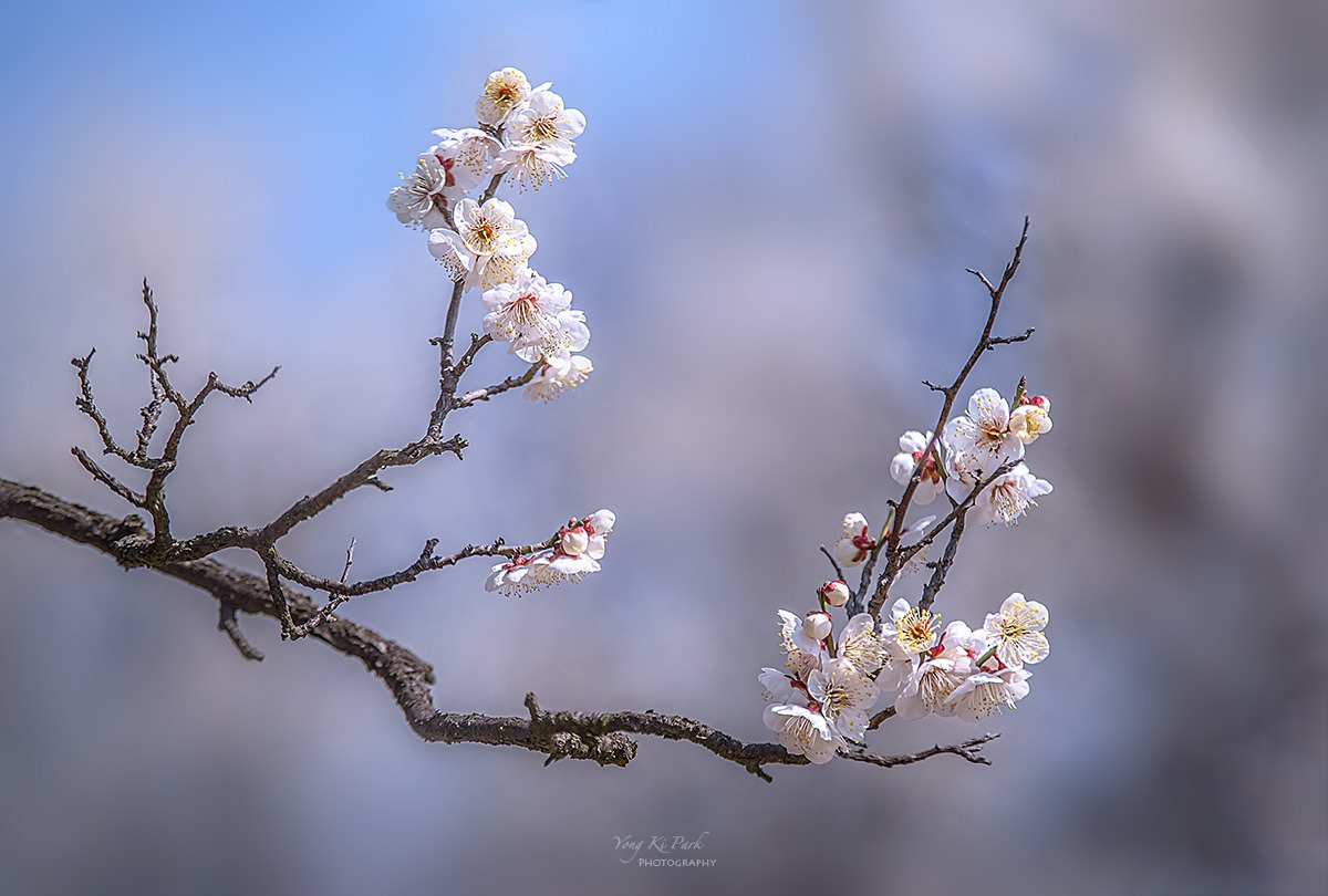 139_0238-42-st-s-Whispers of spring 2026-27.jpg