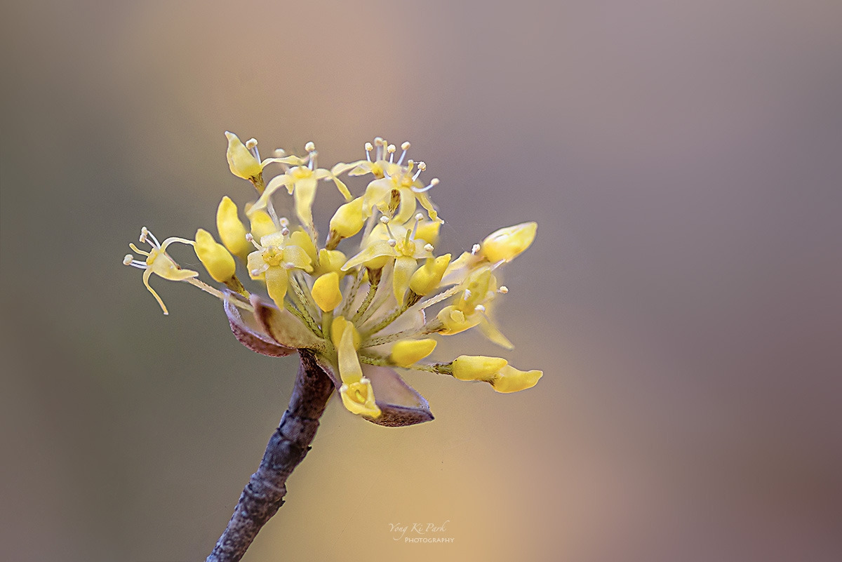 138_0598-0604-st-c-s-Whispers of spring 2026-23.jpg