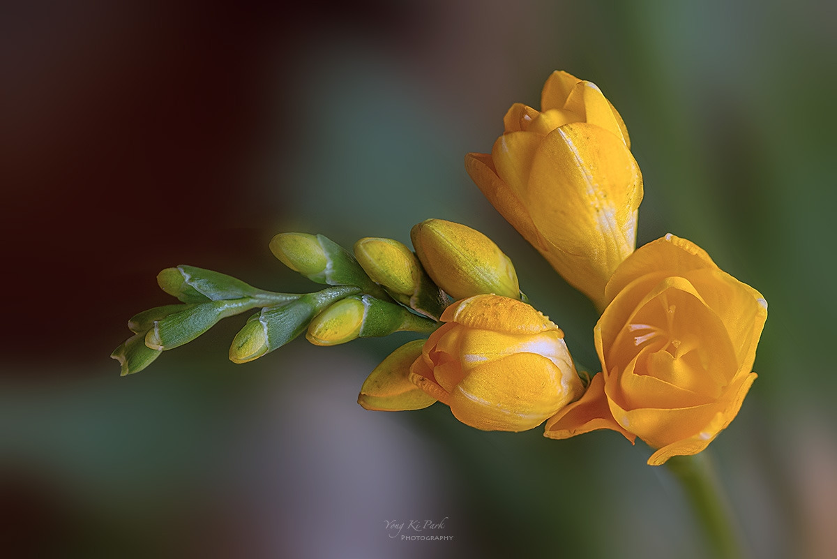 138_5478-84-st-s-Whispers of spring 2026-15.jpg