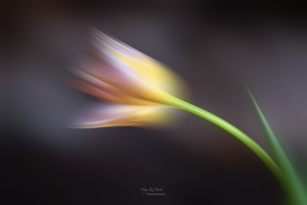 138_2648-53-st-m-s-Dreaming flower-2026-32.jpg