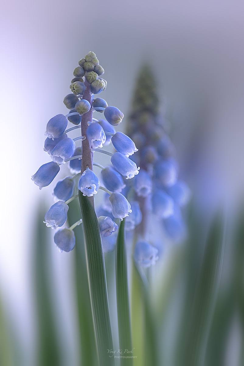 138_6896-6900-st-s-Whispers of spring 2026-22.jpg