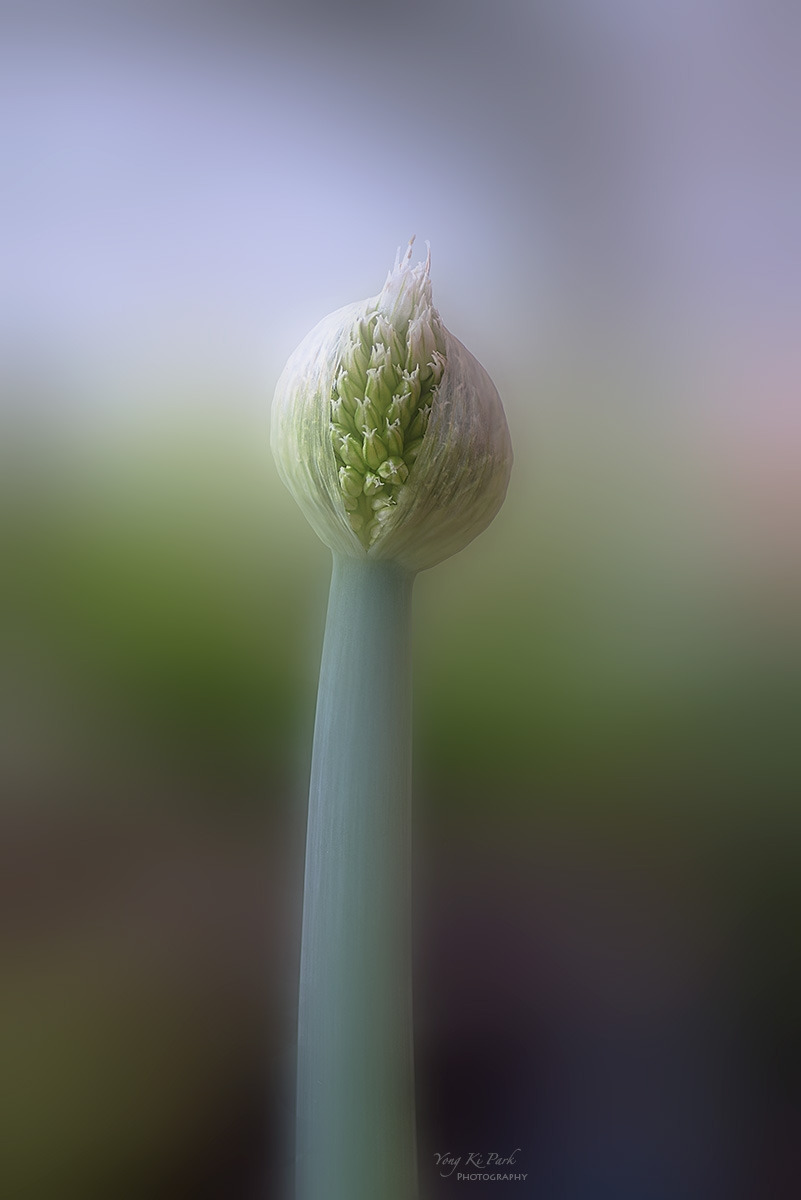 138_6568-74-st-m-s-Whispers of spring 2026-16.jpg