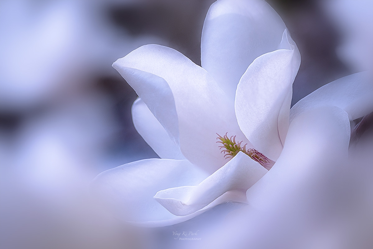 139_1433-39-st-s-Whispers of spring 2026-31.jpg