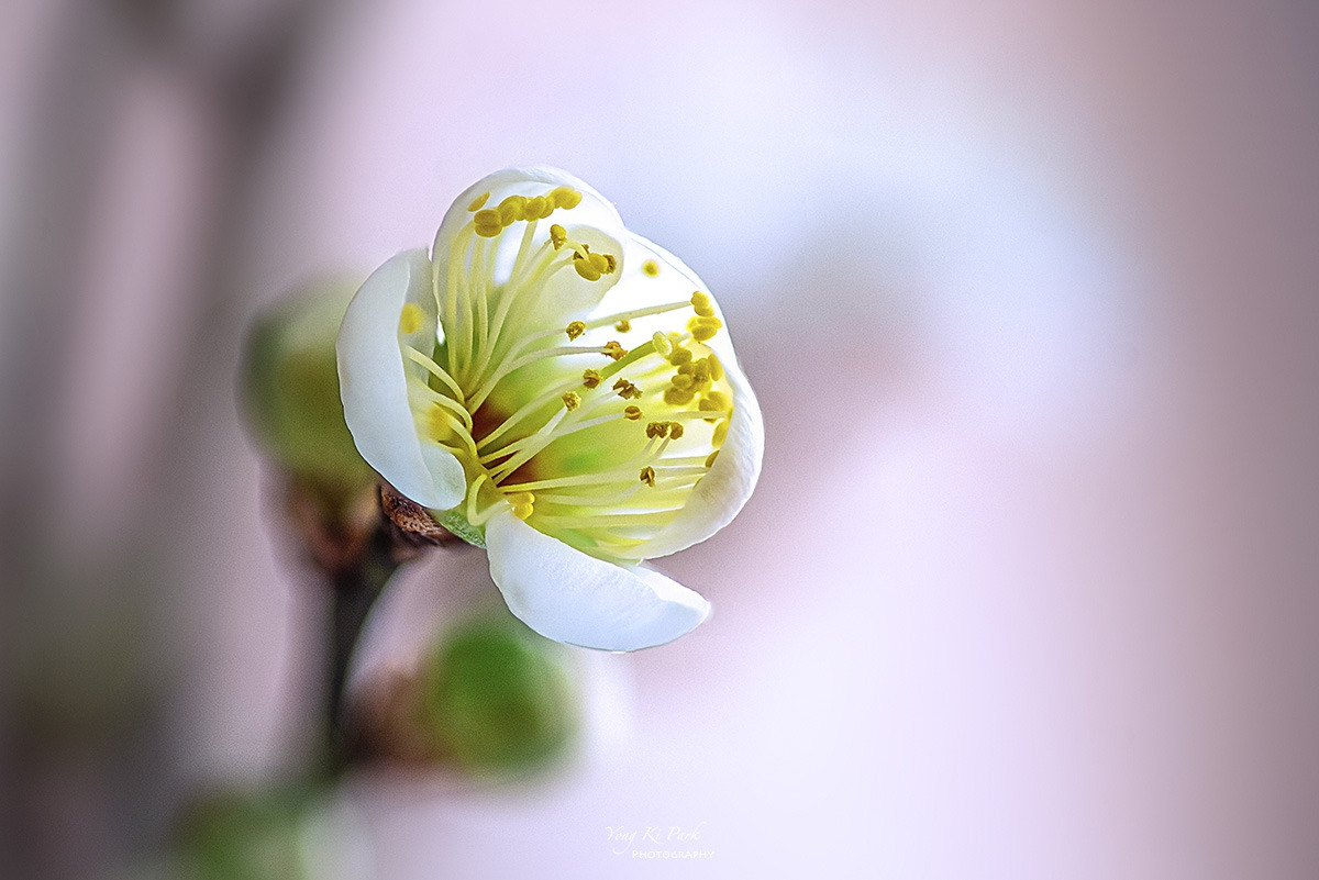 138_6140-55-st-c-s-Whispers of spring 2026-8.jpg