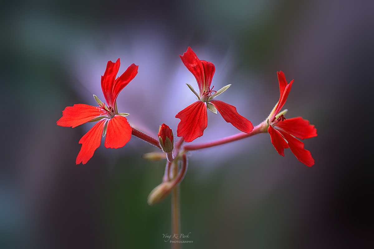 138_1917-23-st-s-Winter reflections-20.jpg