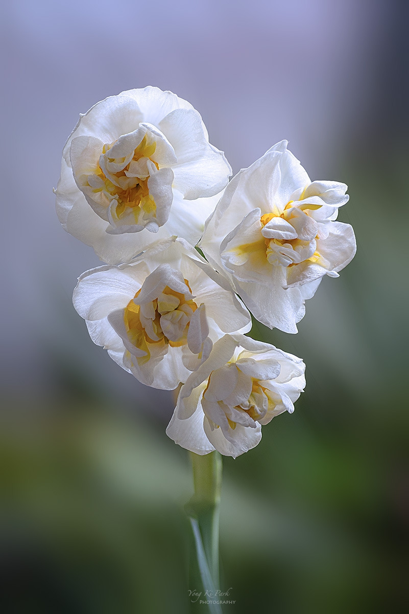 138_9373-80-st-s-Whispers of spring 2026-25.jpg