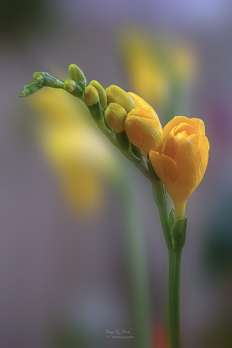 138_4873-77-st-s-Whispers of spring 2026-14.jpg