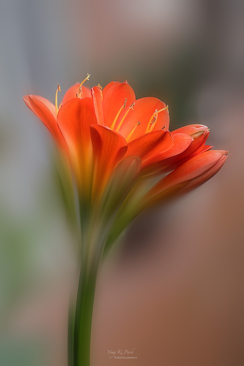 138_6514-25-st-m-s-Whispers of spring 2026-13.jpg