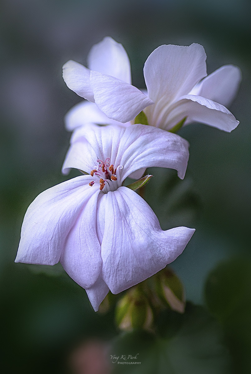 138_1848-55-st-s-Whispers of spring 2026-6.jpg