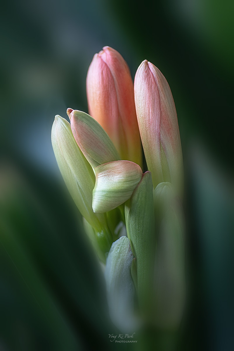 138_5502-07-st-s138_5532-39-st-Whispers of spring 2026-12.jpg