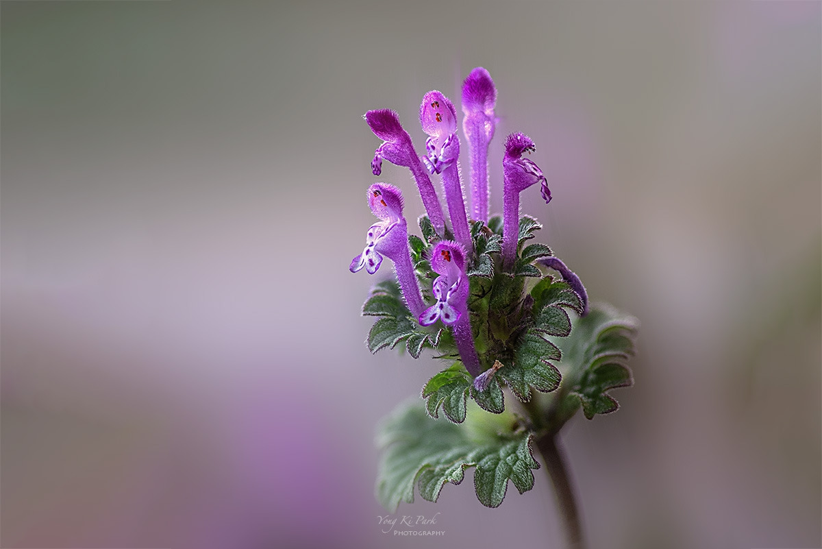 138_4537-47-st-c-s-Whispers of spring 2026-5.jpg