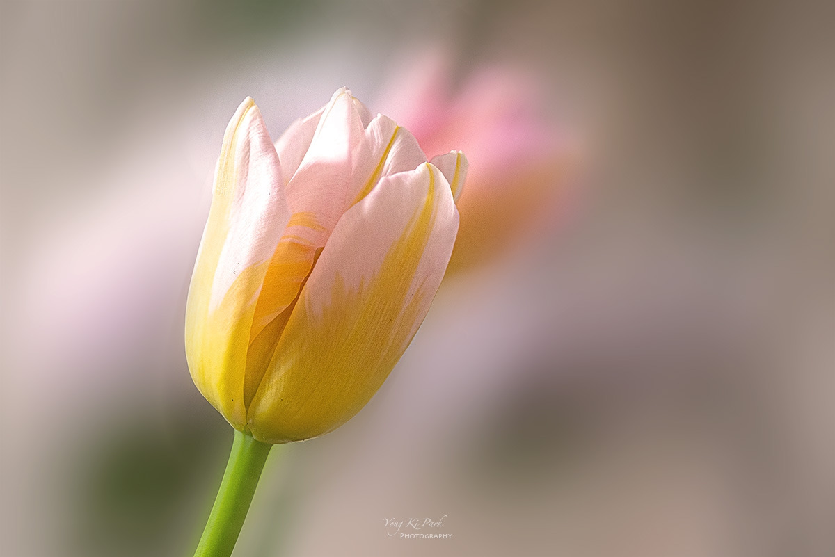 138_2322-30-st-s-Whispers of spring 2026-1.jpg