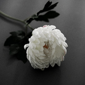 한송이 국화꽃.jpg