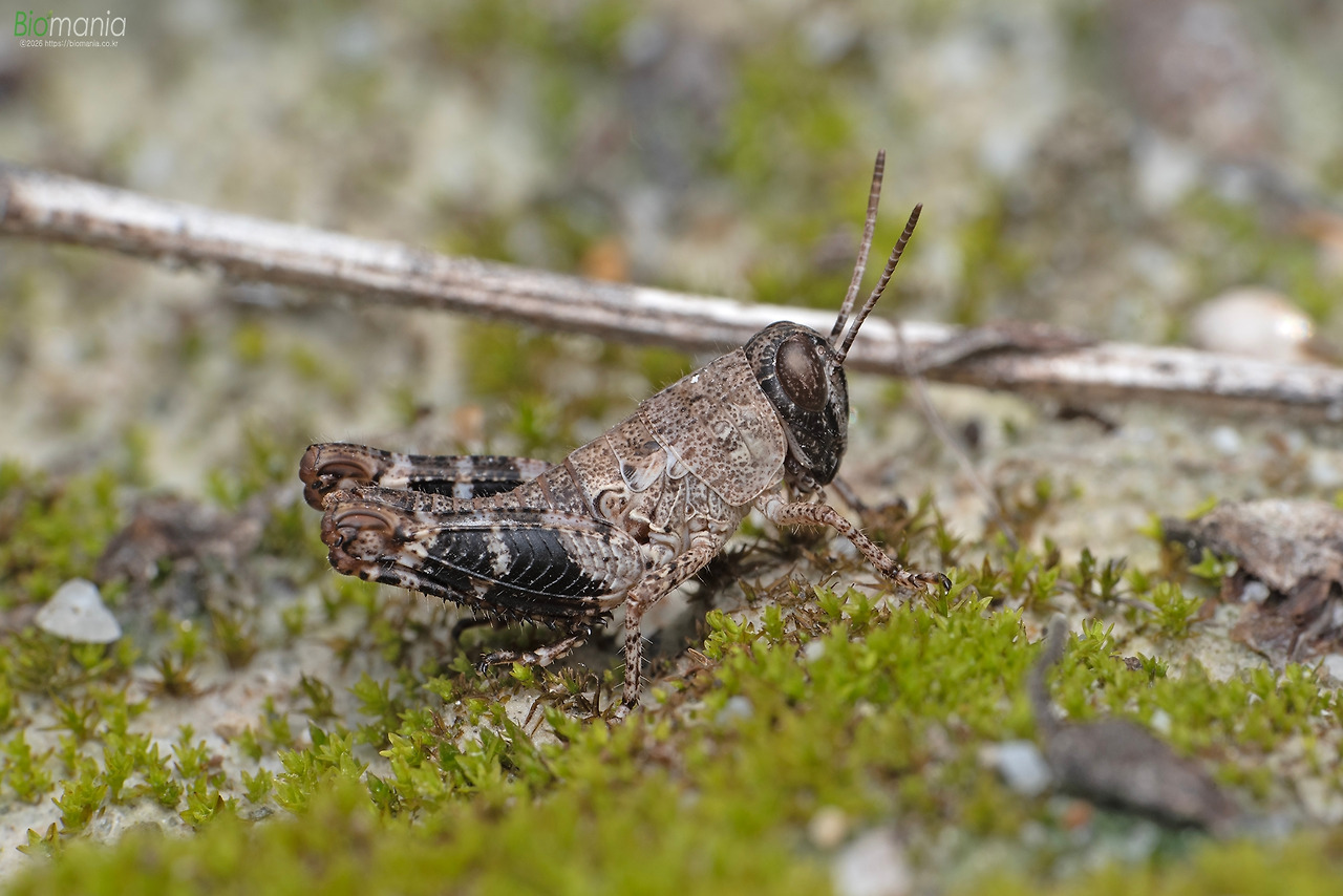 GJH_6251 땅딸보메뚜기 약충.jpg