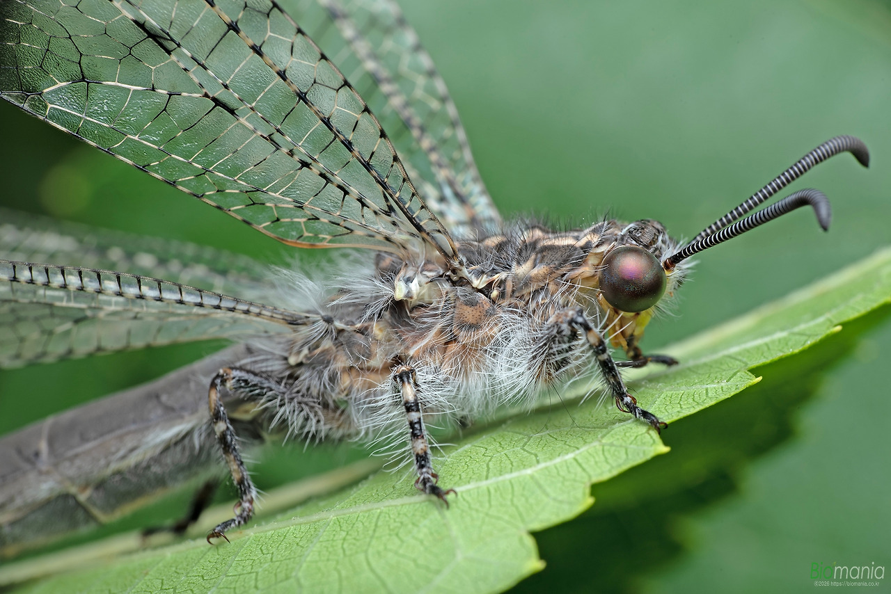 GJH_8029 왕명주잠자리.jpg