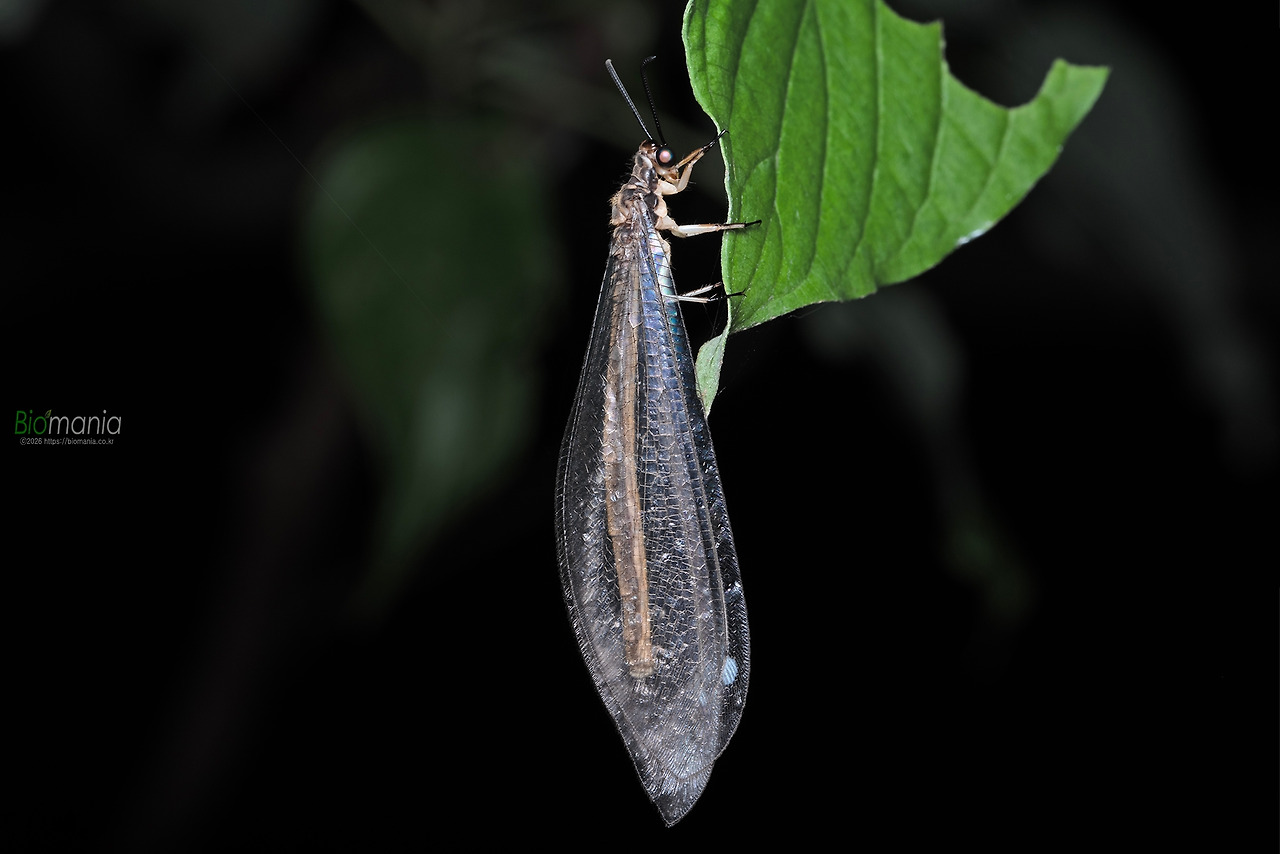 GJH_0500 명주잠자리.jpg