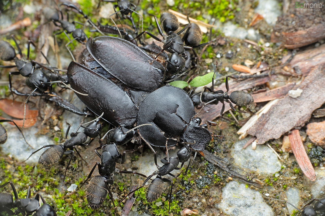 G78_0311 사슴풍뎅이, 일본왕개미.jpg