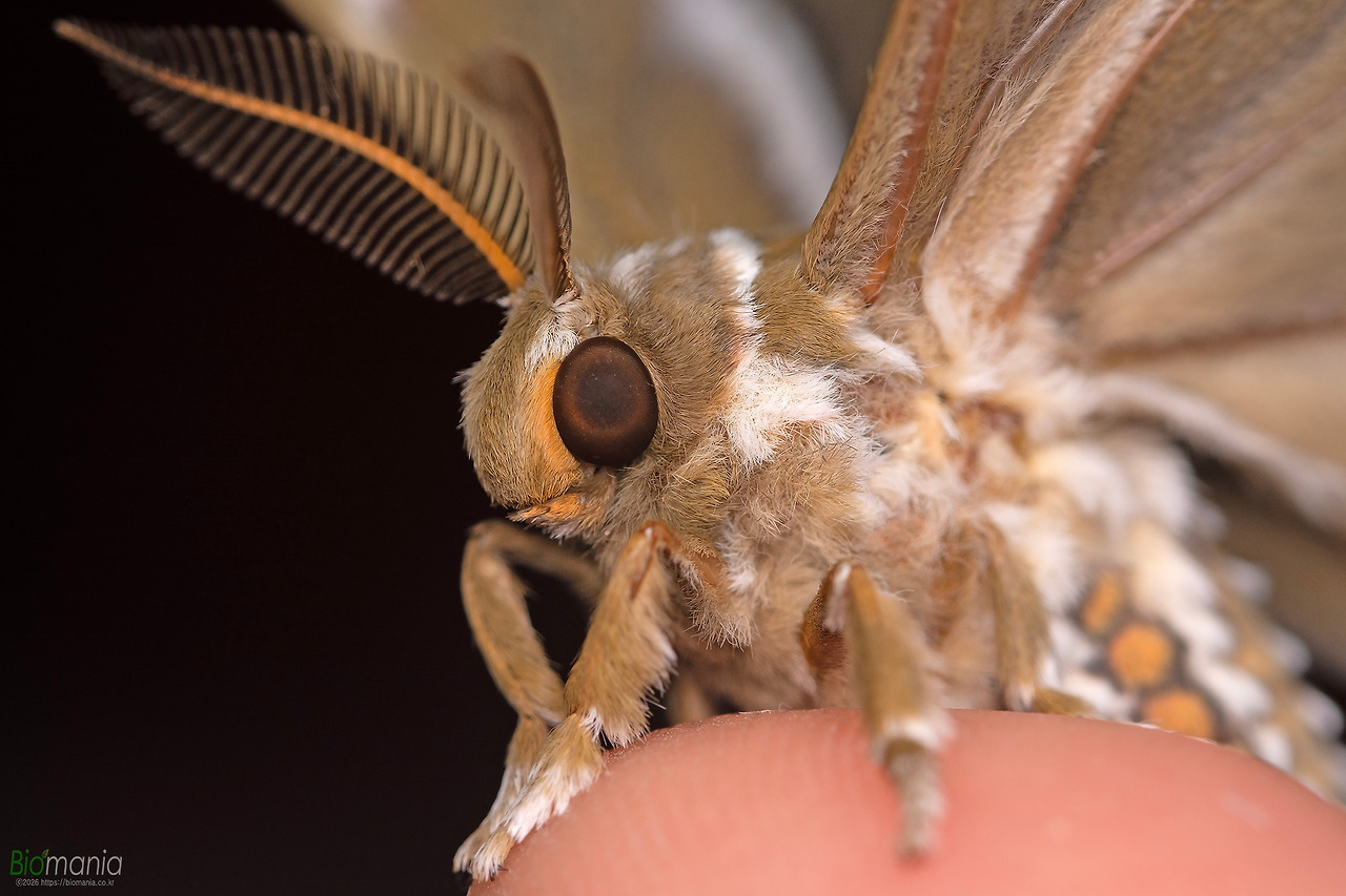 GJH_4823 가중나무고치나방.jpg