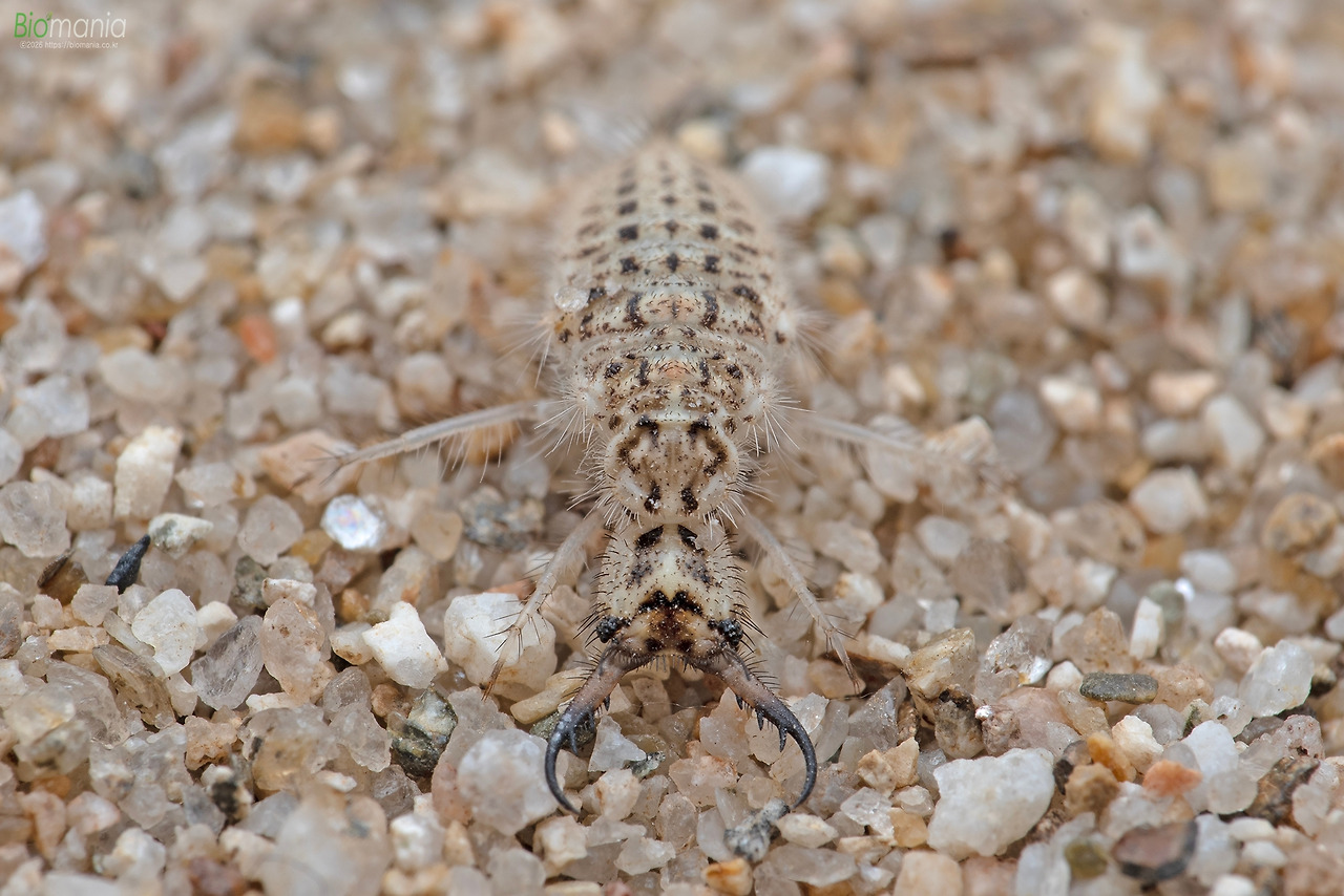 GJH_7370 왕명주잠자리 유충.jpg