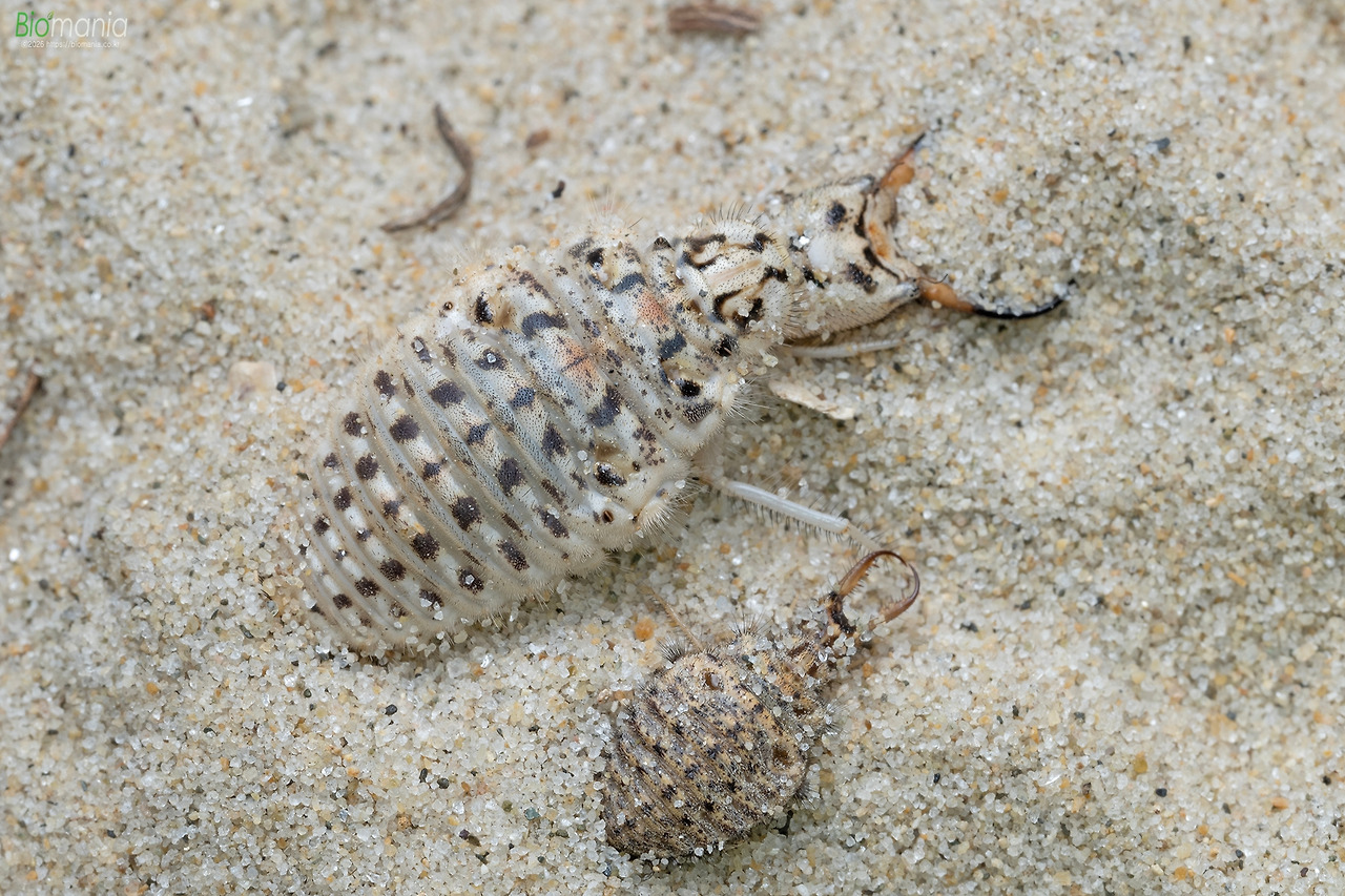 GZ0_51052 왕명주잠자리 비교샷.jpg