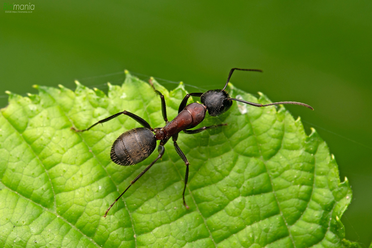 GJH_9289 한국홍가슴개미.jpg