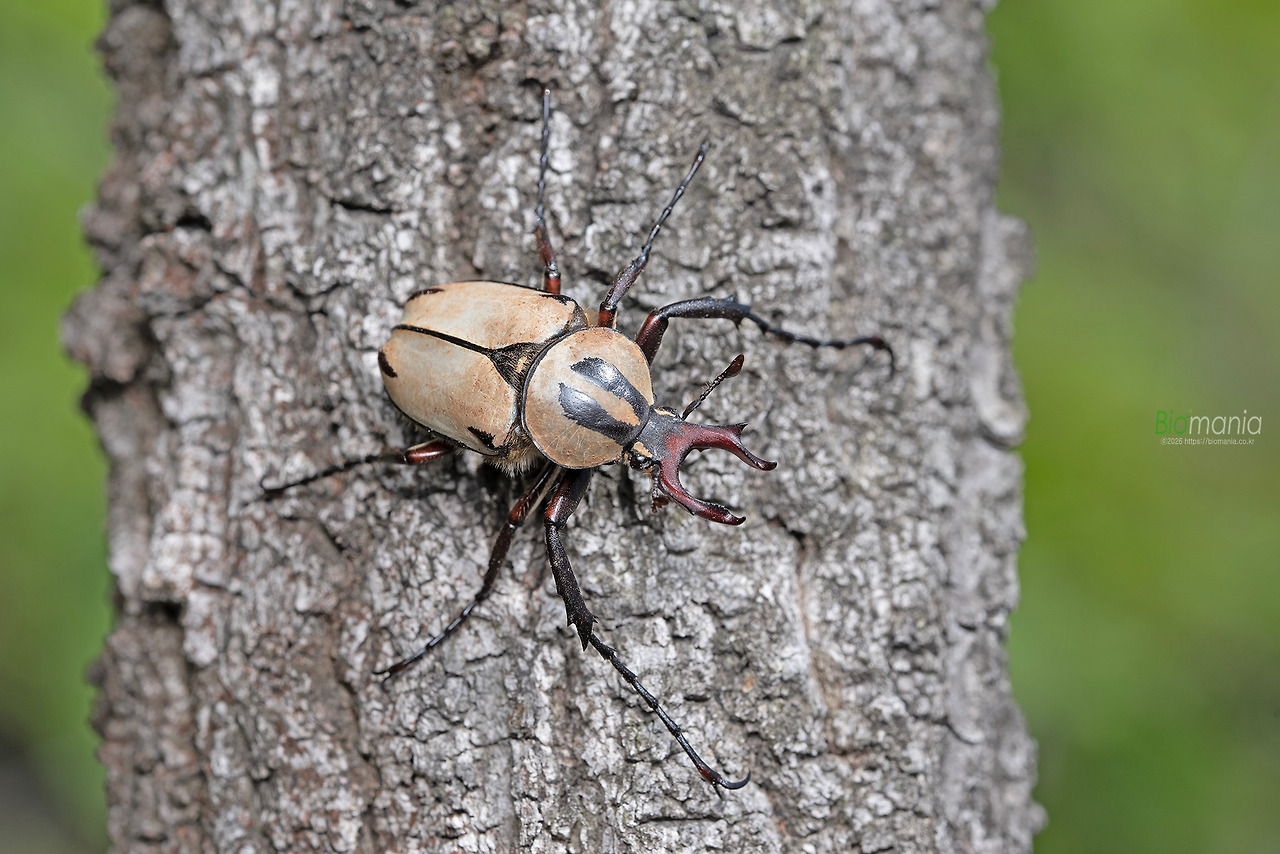 GJH_0834 사슴풍뎅이.jpg