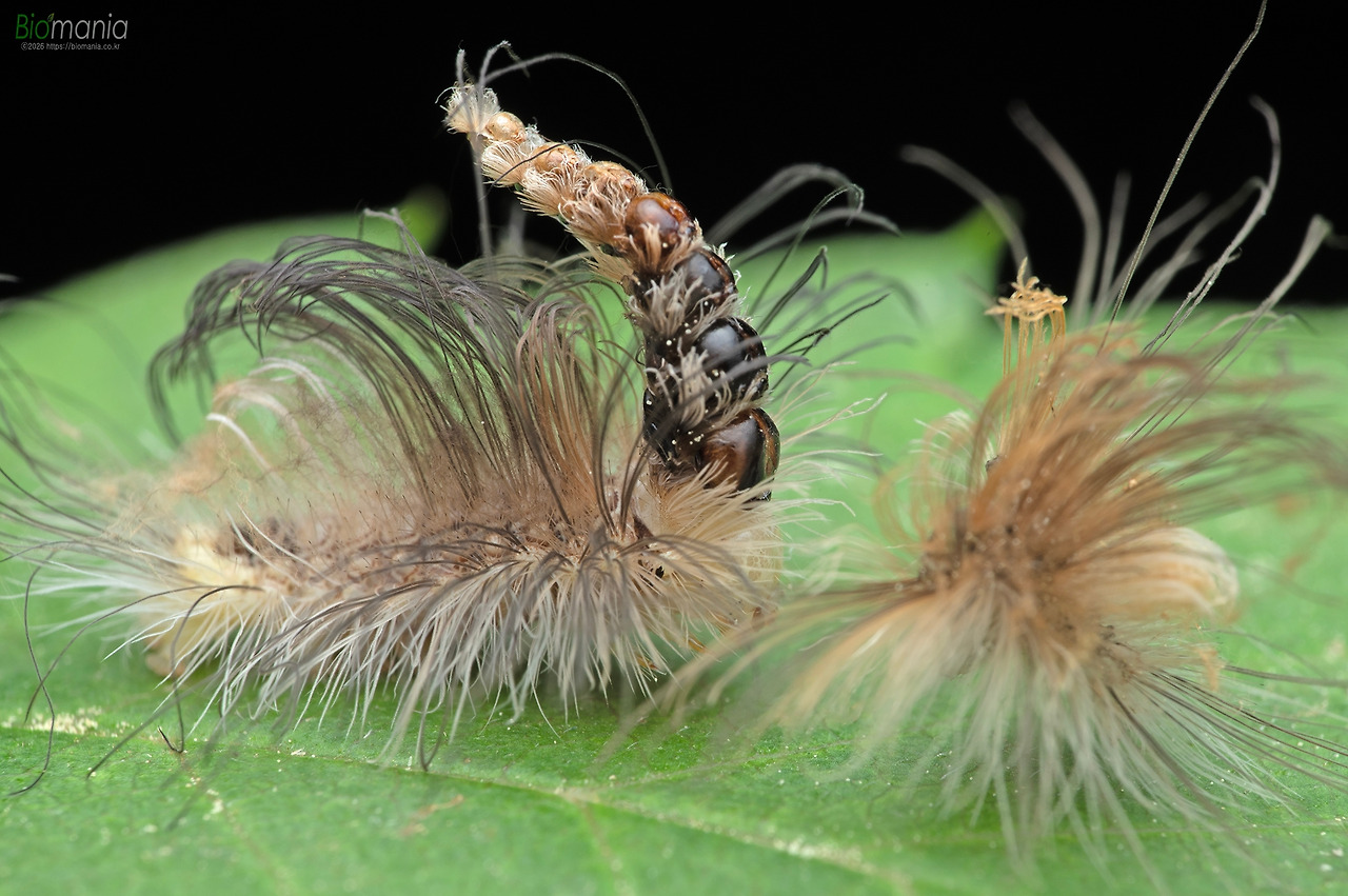 G78_6163 사과혹나방 탈피.jpg