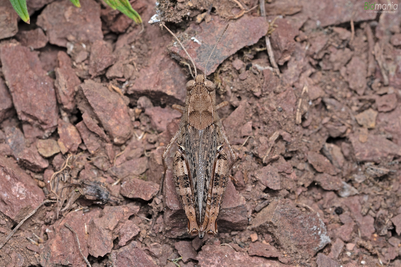 GJH_9200 땅딸보메뚜기.jpg