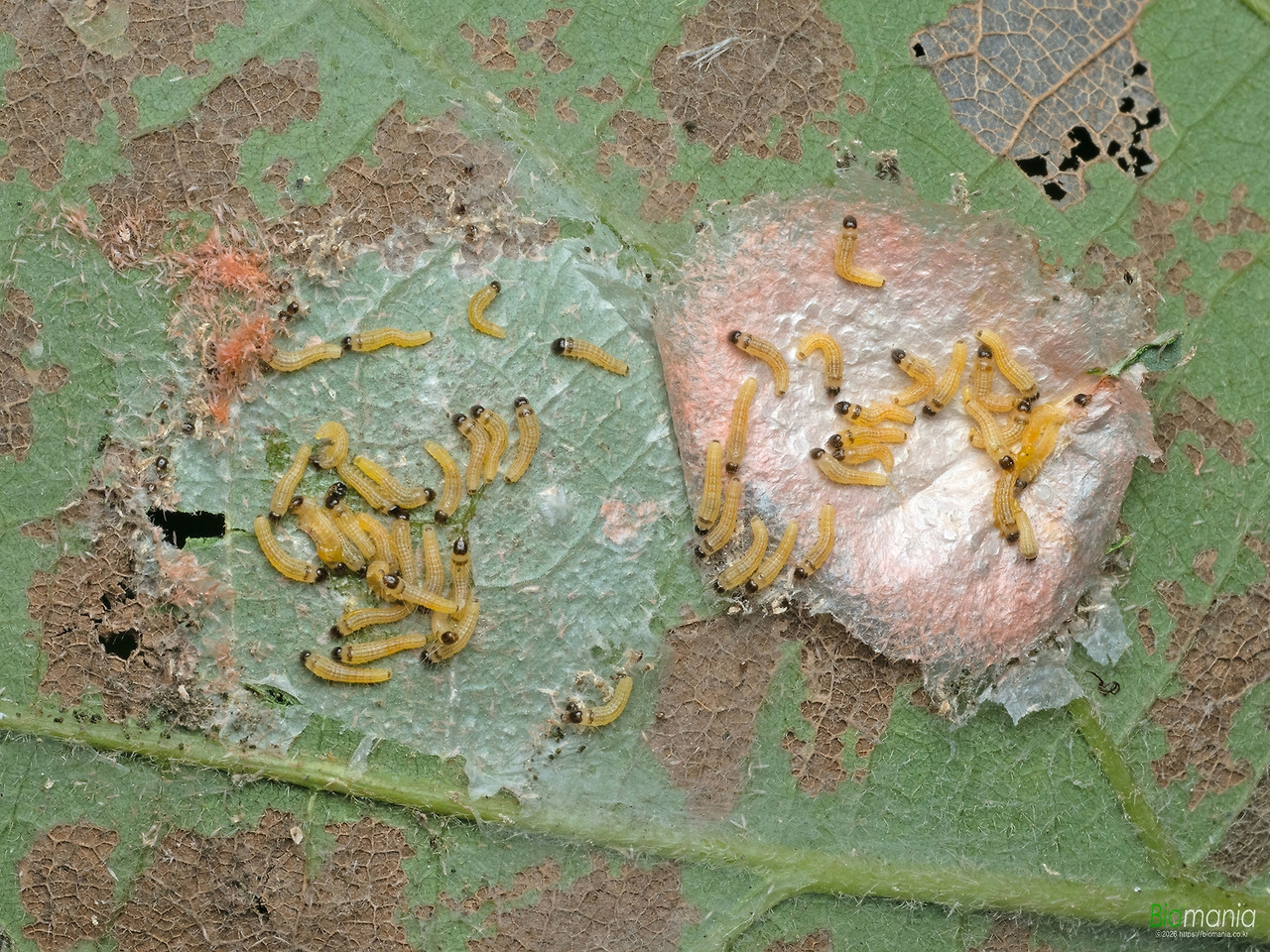 P9027922 꽃무늬나방 애벌레.jpg