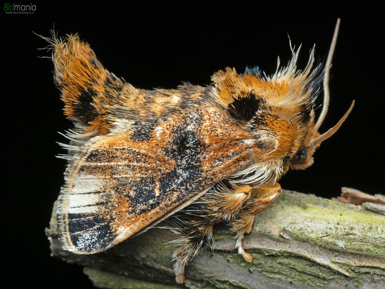 M6271450  끝검은쐐기나방.jpg