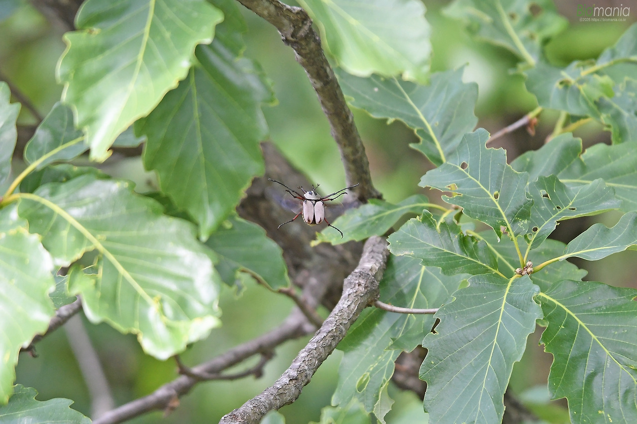 DSC_3747 사슴풍뎅이 플라잉.jpg