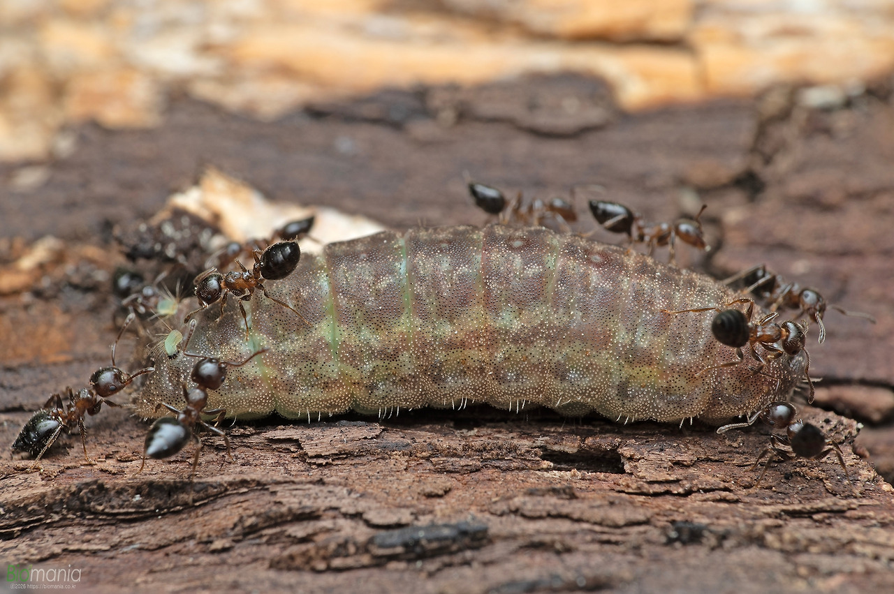 G78_6611 쌍꼬리부전나비 꼬리돌기.jpg