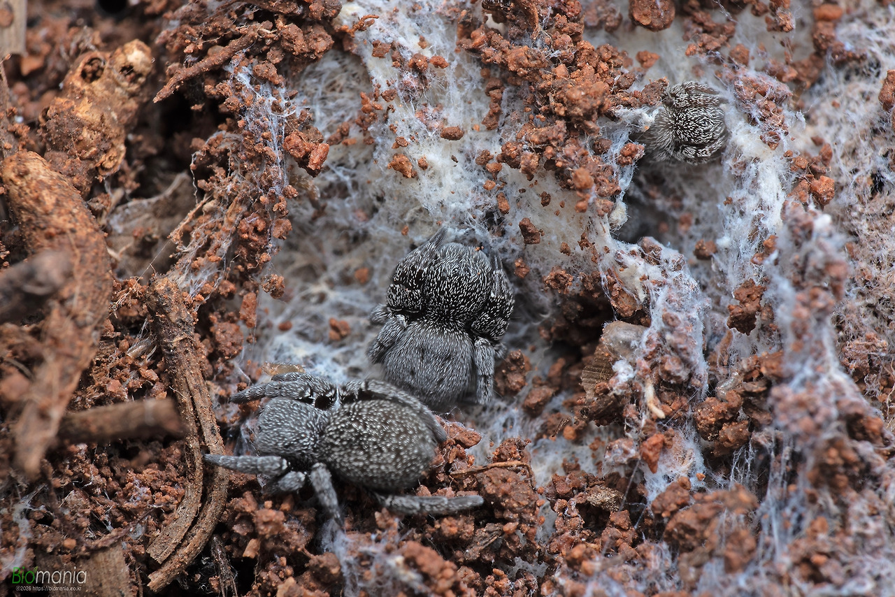 GJH_3098 주홍거미 유체.jpg