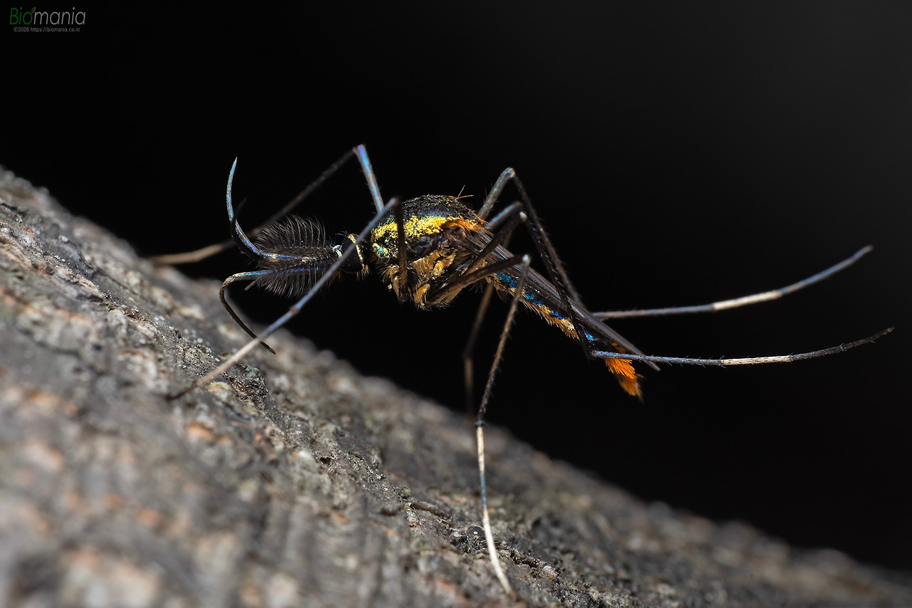 GJH_9897 광릉왕모기.jpg