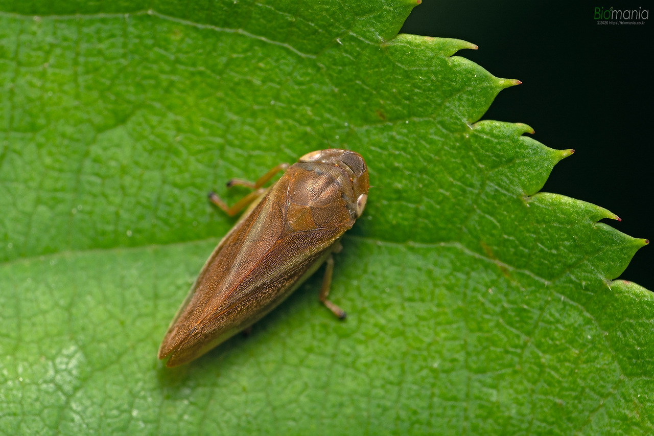 GJH_4010 설악거품벌레.jpg