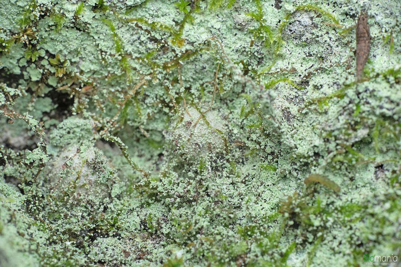 GJH_9610 애알락명주잠자리 고치.jpg