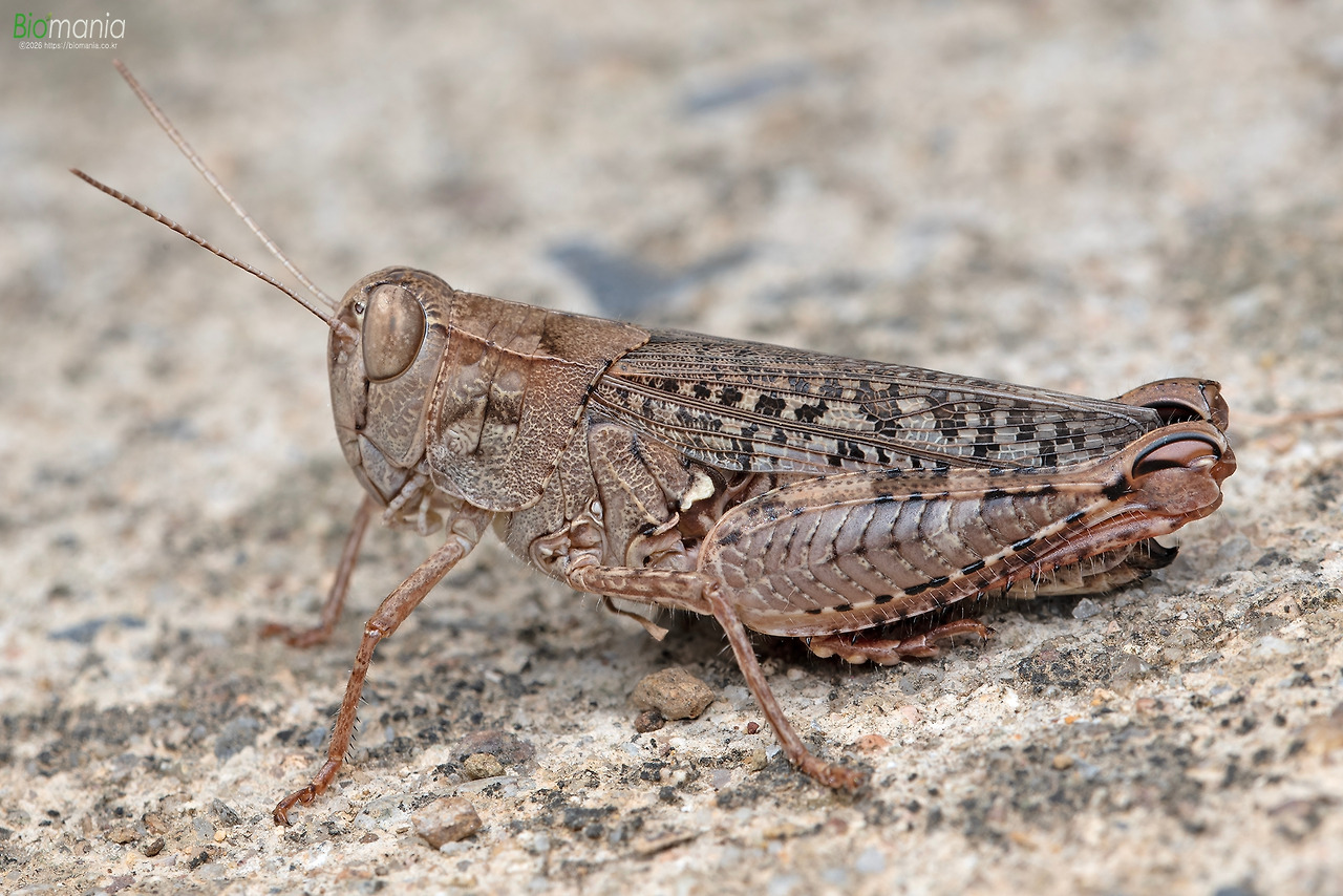 GJH_9209 땅딸보메뚜기 암컷.jpg