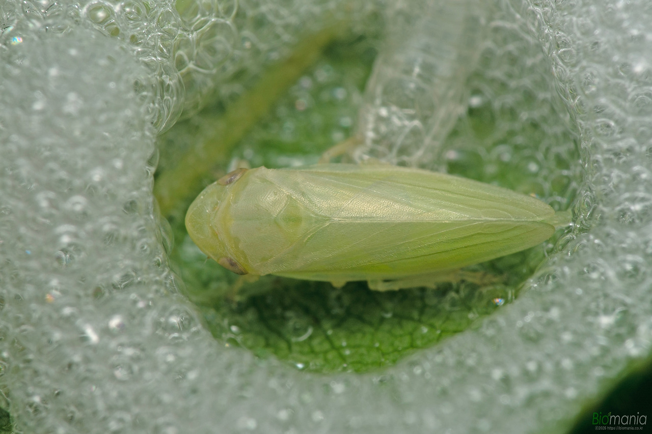 GJH_4015 설악거품벌레 우화.jpg