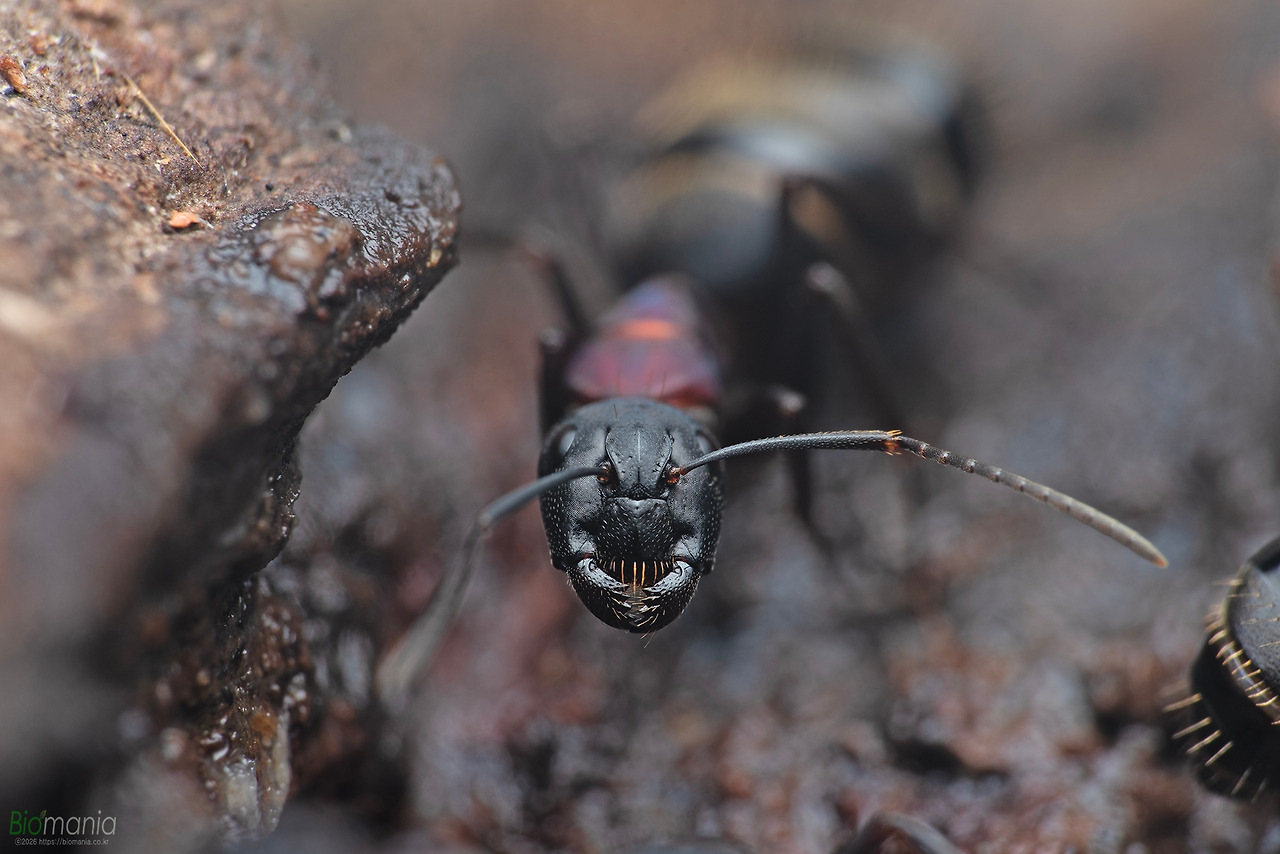 GJH_0190 한국홍가슴개미.jpg