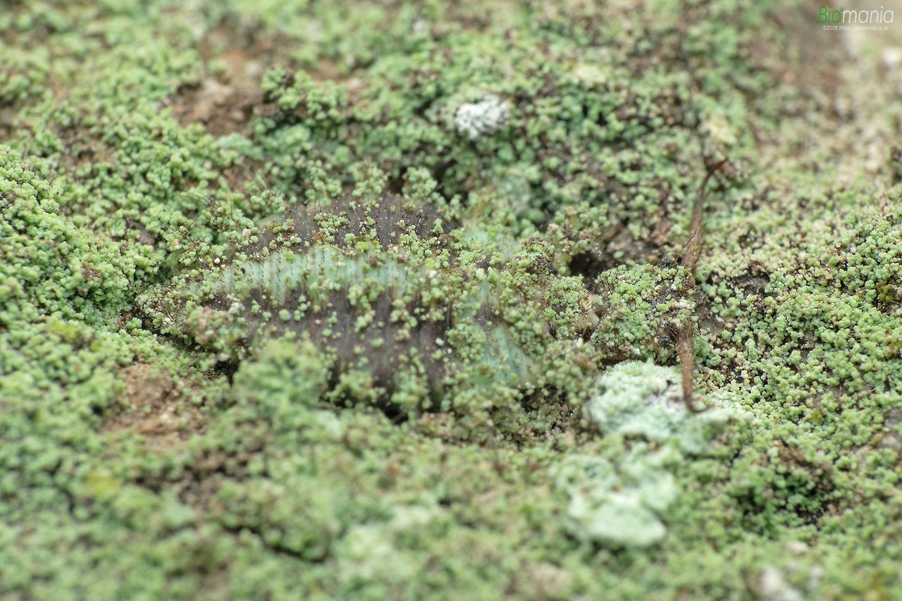 GJH_8209 애알락명주잠자리 유충.jpg